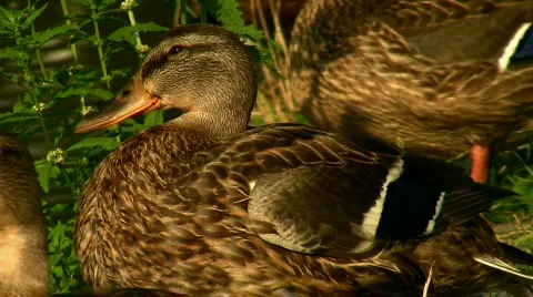 Ducks Video stock 812634