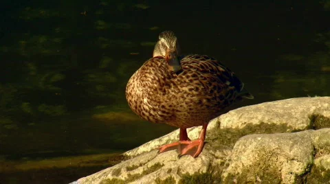 Ducks Video stock 812664