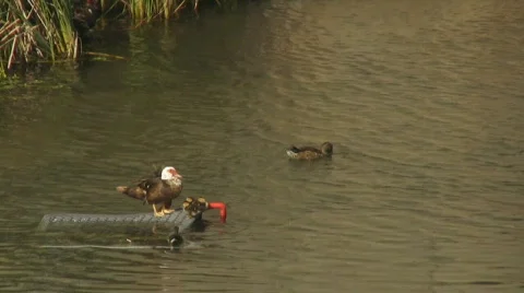 Ducks 库存影片 828554