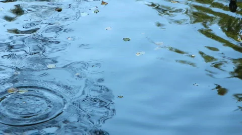 Ducks 스톡 동영상 864489