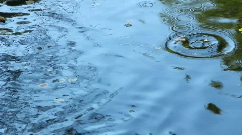 Ducks Stock Footage 864564