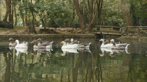 Ducks Stock Footage 874426