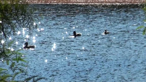 Ducks Stock Footage 933686