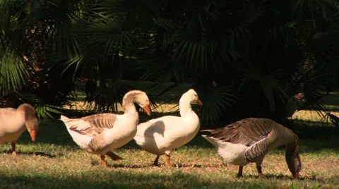 Ducks Stock Footage 1047645