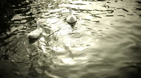 Ducks Stock Footage 1076150