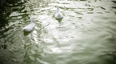 Ducks Stock Footage 1076194