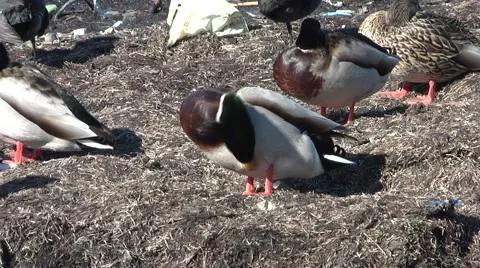 Ducks Stock Footage 1129281