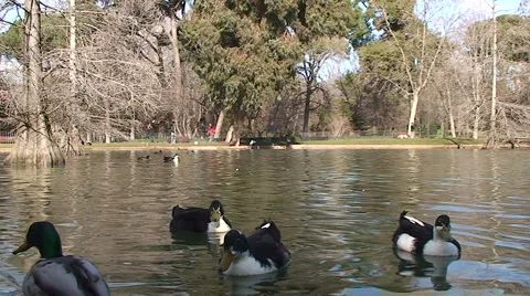 Ducks Stock Footage 3892587