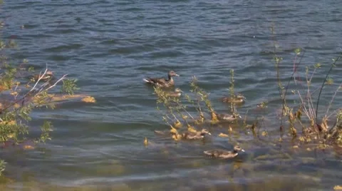 Ducks Video stock 7728086