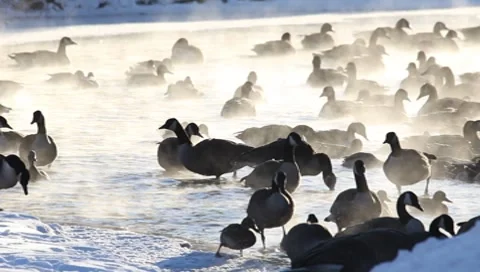 Ducks Stock-Footage 8555561