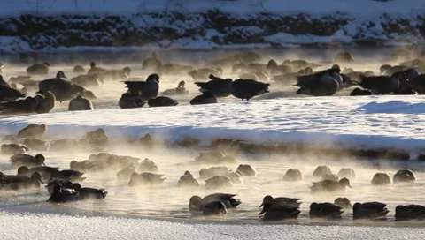 Ducks Stock Footage 8555575