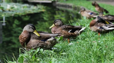 Ducks 스톡 동영상 8607618