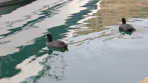 Ducks Stock Footage 8850743