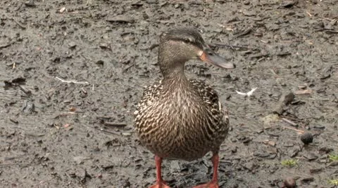 Ducks Stock Footage 9026669