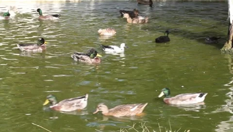 Ducks Vidéo 10560026