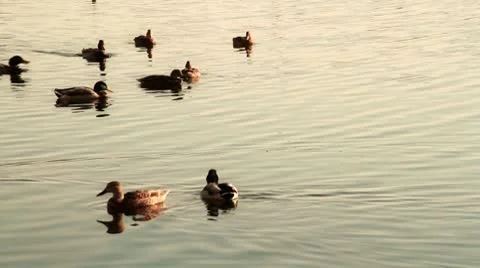 Ducks Vidéo 10572659