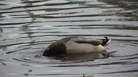 Ducks Видео 10759786
