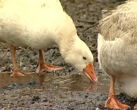 Ducks Stock Footage 10768773