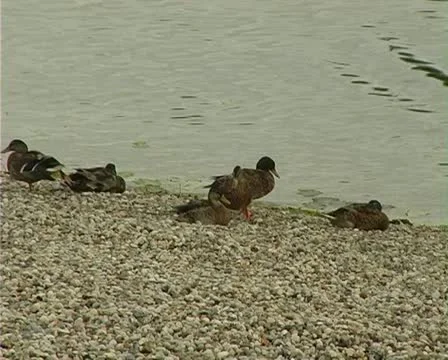 Ducks Stock Footage 10891410
