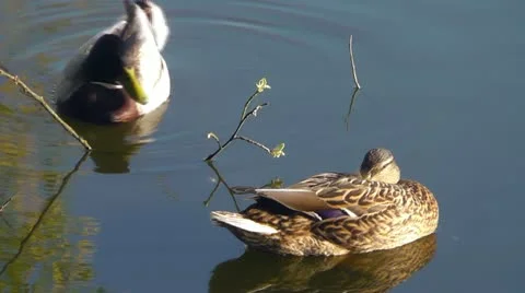 Ducks Stock Footage 10921533
