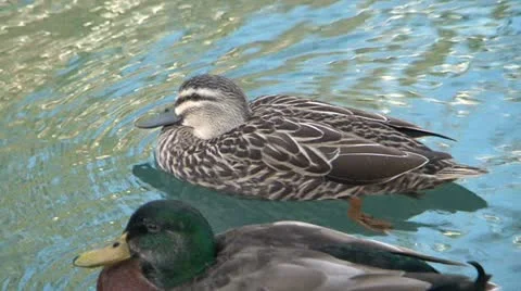 Ducks Video stock 11009299