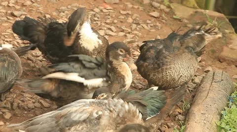 Ducks Stock Footage 11497280