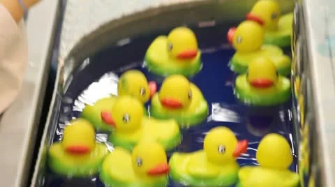 Ducks Stock Footage 11629909