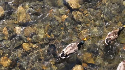 Ducks 스톡 동영상 11920144