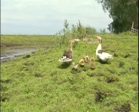 Ducks Stock Footage 12652550