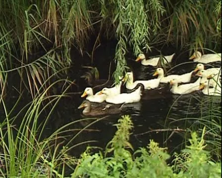 Ducks Stock Footage 12652570