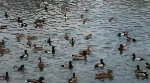 Ducks Video stock 12739130