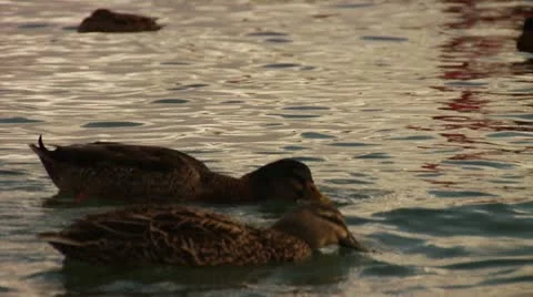 Ducks Stock Footage 12757818