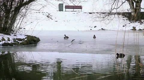 Ducks Stock Footage 22342672