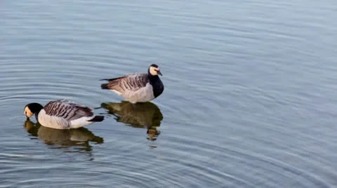 Ducks Stock Footage 22571359