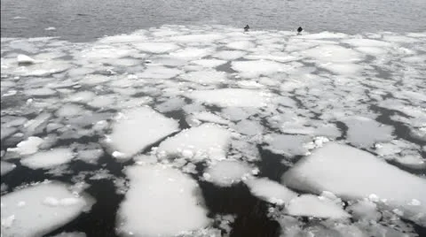 Ducks Stock Footage 22582132