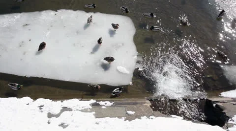 Ducks Video stock 22609212