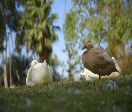 Ducks 動画素材 23379261