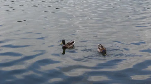 Ducks 스톡 동영상 25006359