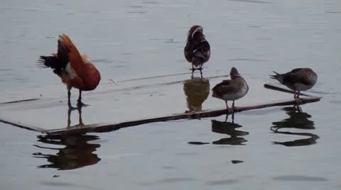 Ducks 스톡 동영상 25041986