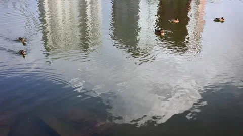 Ducks Video stock 26184325