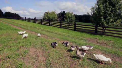 Ducks Stock Footage 26382773