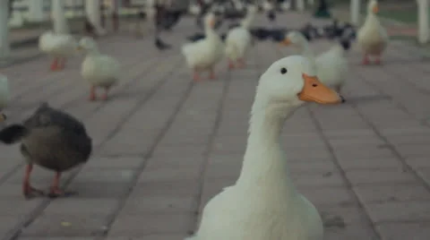Ducks Stock Footage 26861550