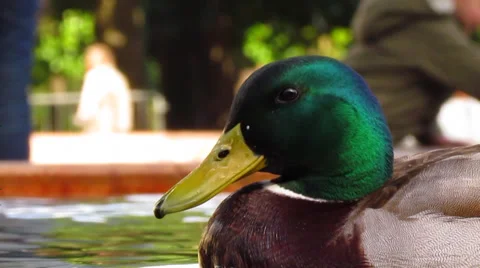 Ducks Stock Footage 27880935