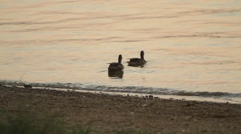 Ducks Stock Footage 28464665