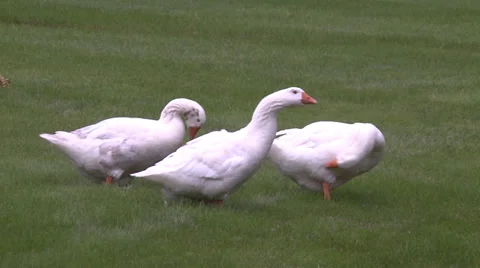 Ducks Stock Footage 31457318