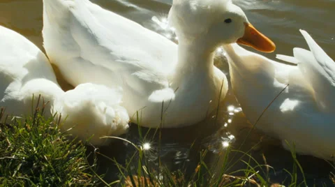 Ducks Stock Footage 32930173