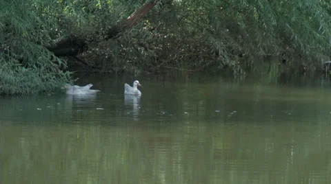 Ducks Stockbeeldmateriaal 33364852