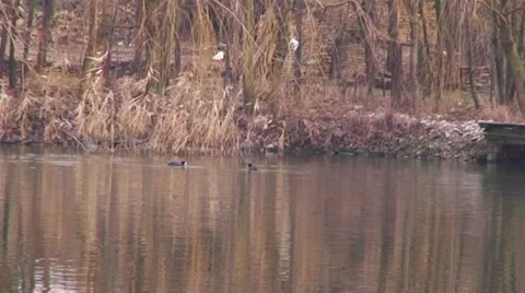 Ducks Stock Footage 34506449