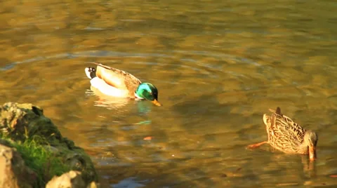 Ducks Video stock 35533067