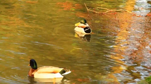 Ducks Stock Footage 35614597